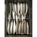 Frozen Sardinella Fish (Sardinella Longiceps) Wr for Bait